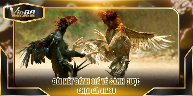 Đôi nét đánh giá về sảnh cược chọi gà VIN88