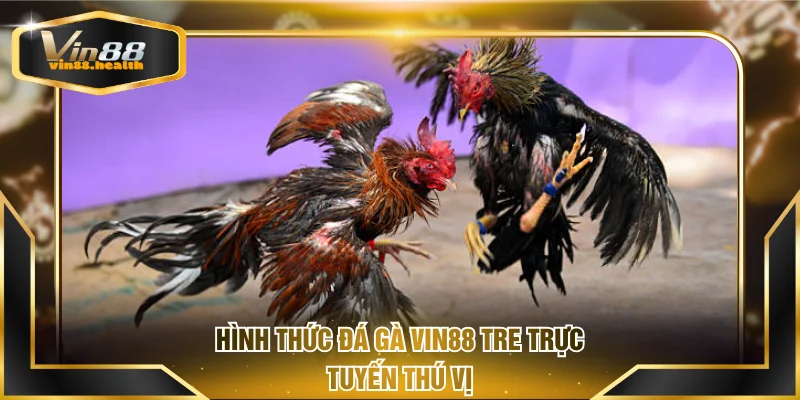 Hình thức đá gà VIN88 Tre trực tuyến thú vị